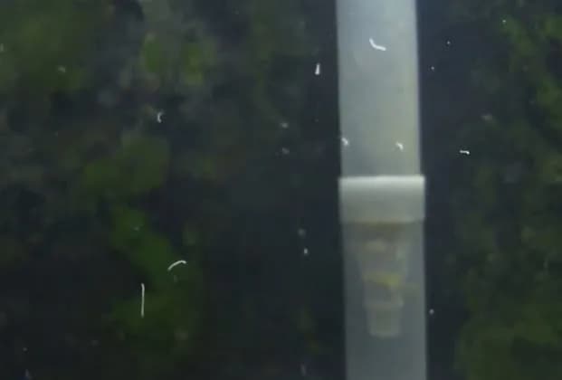 Skuteczne metody na nicienie w akwarium – jak się pozbyć problemu