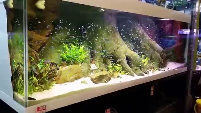 Jak hodować neonki: kluczowe wskazówki dla zdrowych ryb w akwarium