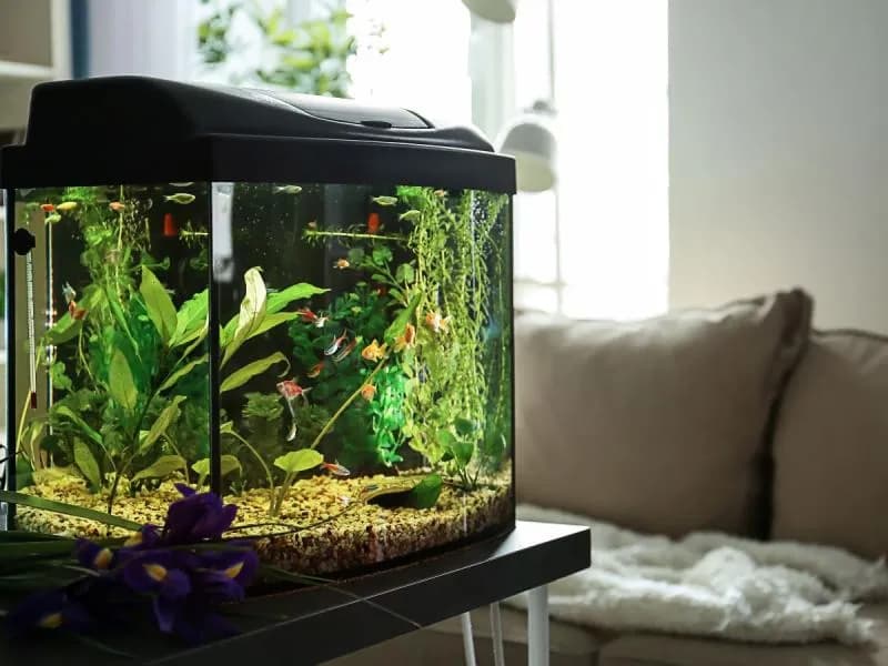 Jakie rybki mogą być razem w akwarium, aby uniknąć konfliktów?