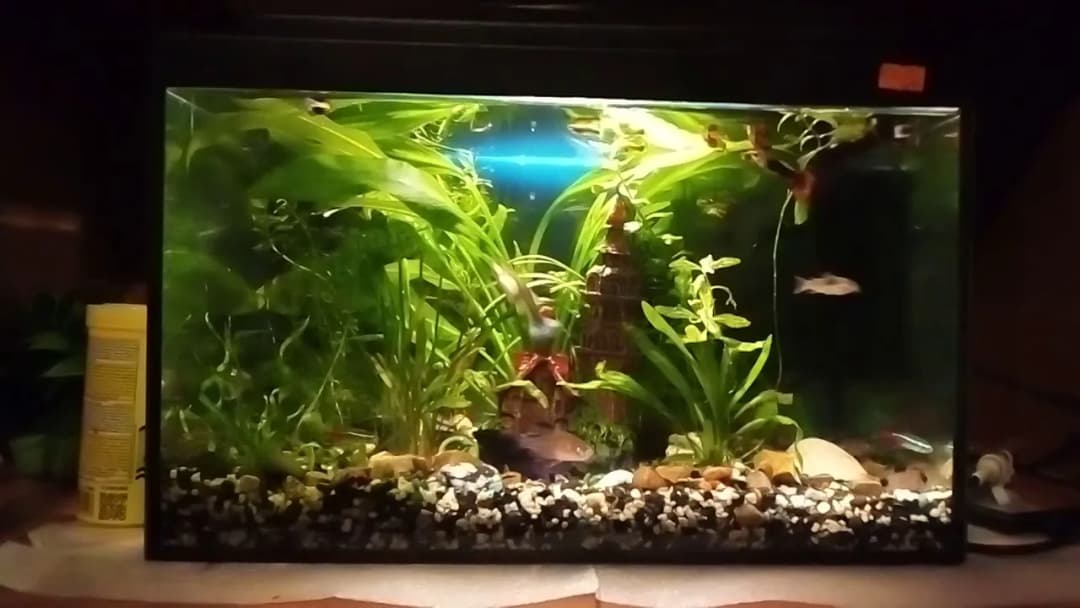 Co można trzymać w akwarium? Odkryj najlepsze organizmy i ich potrzeby