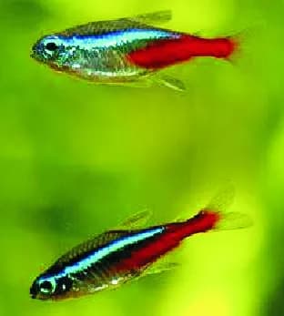 Czy neonki się rozmnażają? Odkryj trudności i idealne warunki