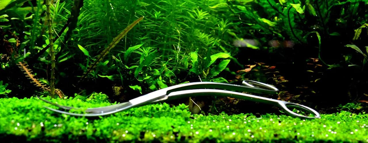 Jak przycinać rośliny w akwarium, aby uniknąć ich zniszczenia