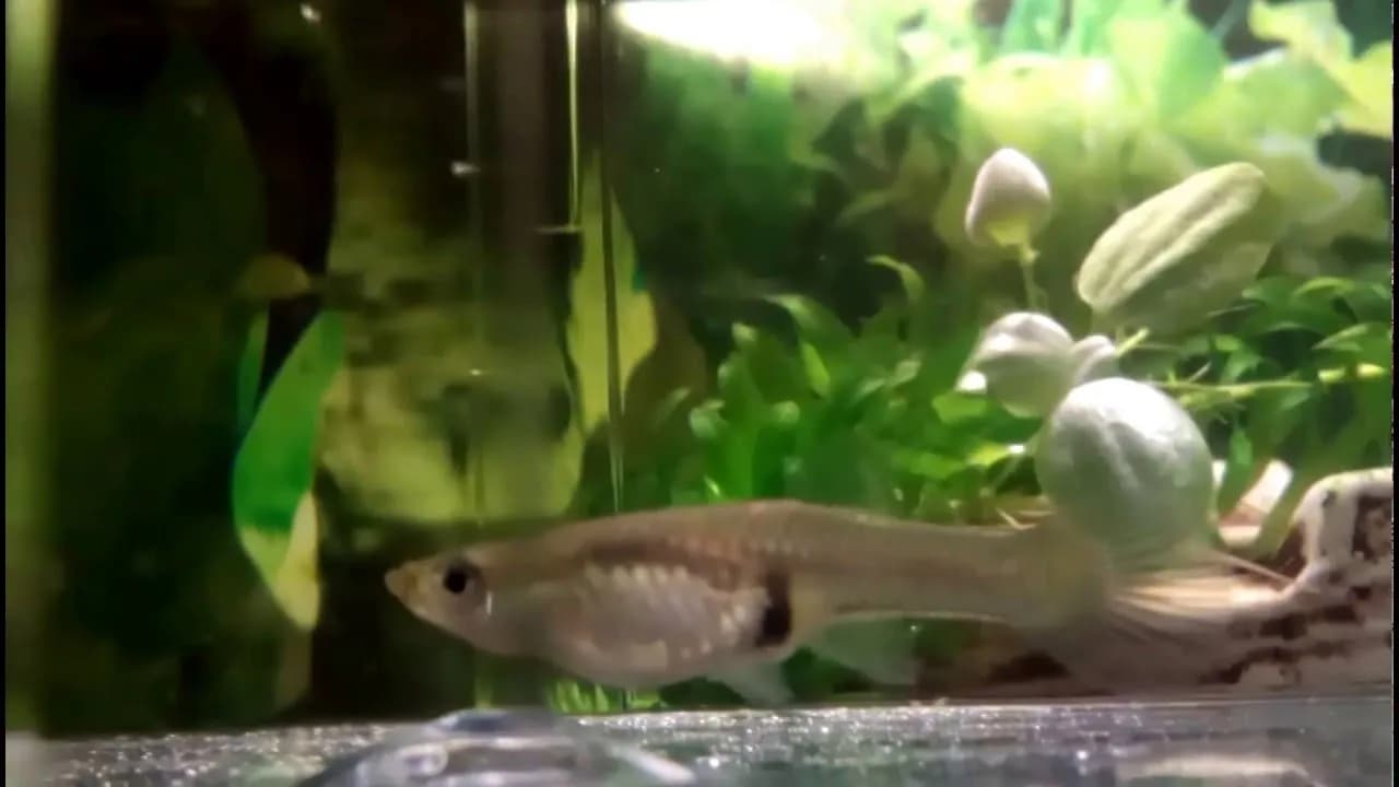 Ile trwa poród gupika? Poznaj czas i tajniki rodzenia młodych rybek