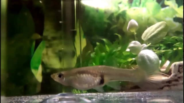 Ile trwa poród gupika? Poznaj czas i tajniki rodzenia młodych rybek