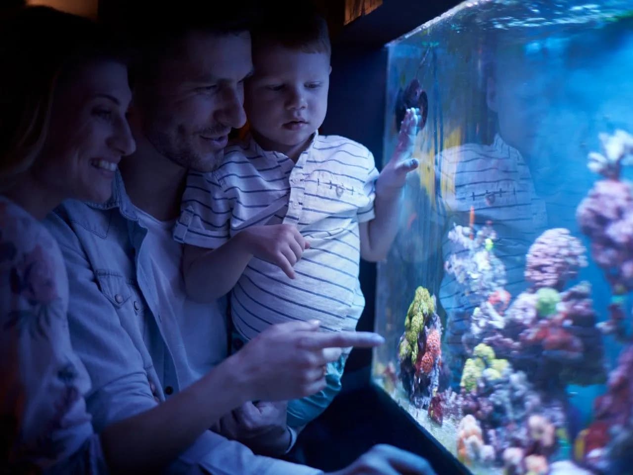 Jaki odmulacz do akwarium wybrać? Porównanie modeli i opinie