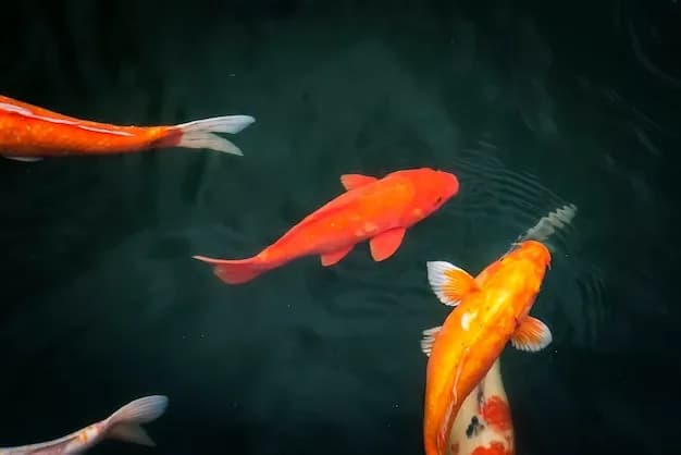 Dlaczego rybki pływają u góry? Sprawdź, co może im szkodzić