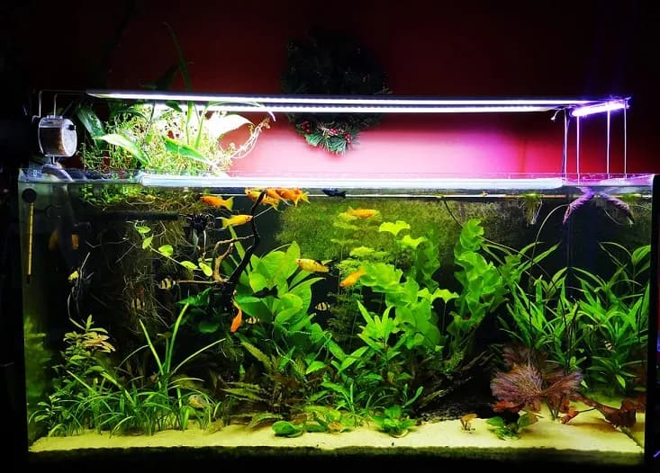 Gupiki: Jaka temperatura wody zapewni zdrowie i długowieczność?