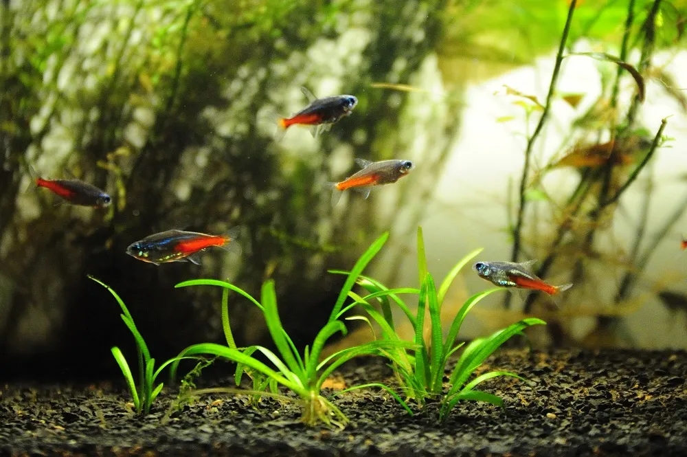Jakie akwarium dla neonów? Odpowiednie warunki i porady