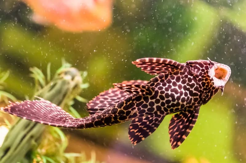 Co ile glonojad składa ikrę? Odkryj sekrety ich rozmnażania