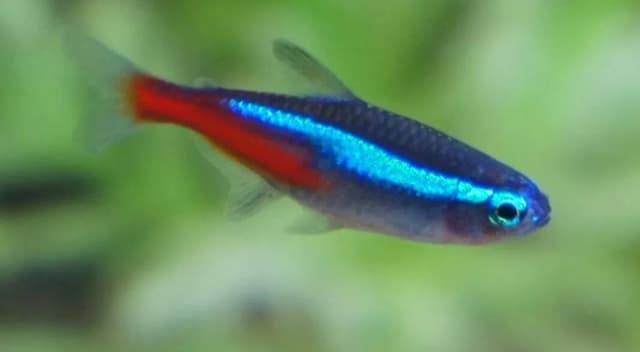 Dlaczego neonki zdychają? Odkryj najczęstsze przyczyny i rozwiązania