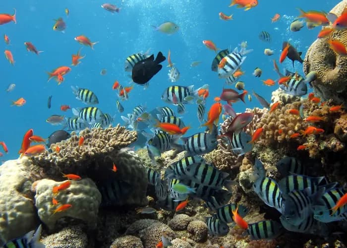 Jakie rybki mogą być razem w akwarium, aby uniknąć konfliktów?