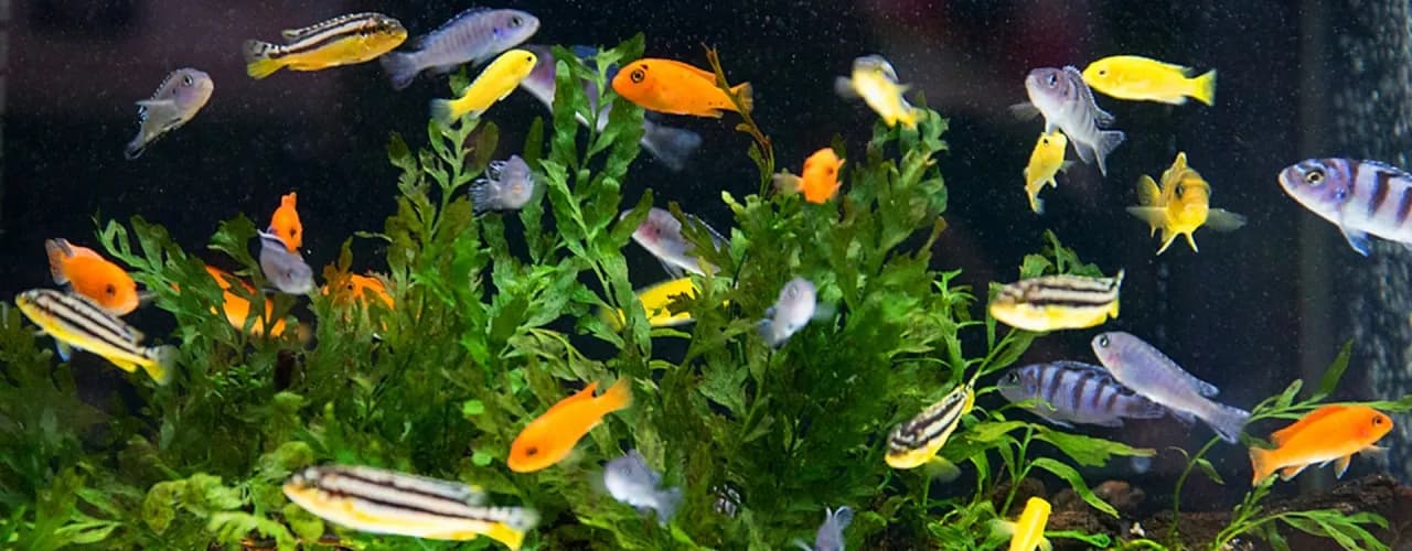 Ile razy karmić rybki, aby uniknąć problemów ze zdrowiem ryb?