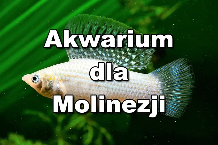 Jakie rybki z molinezjami – najlepsze towarzysze dla twojego akwarium