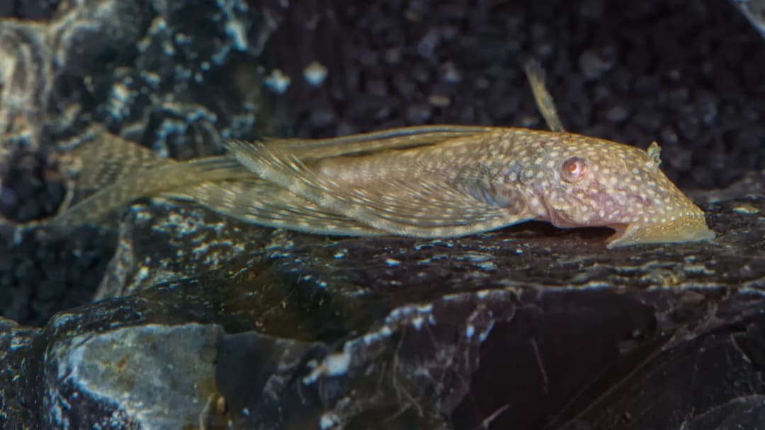 Ile glonojadów do akwarium 60l? Sprawdź, jak uniknąć błędów