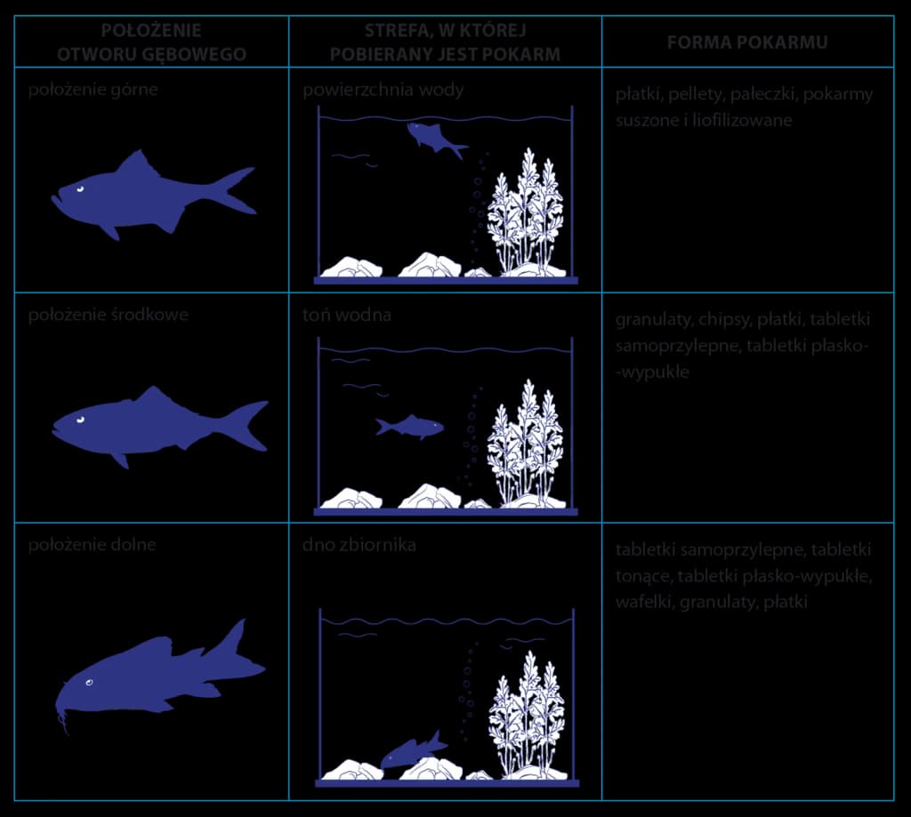 Jaki pokarm dla rybek? Kompletny przewodnik dla akwarysty