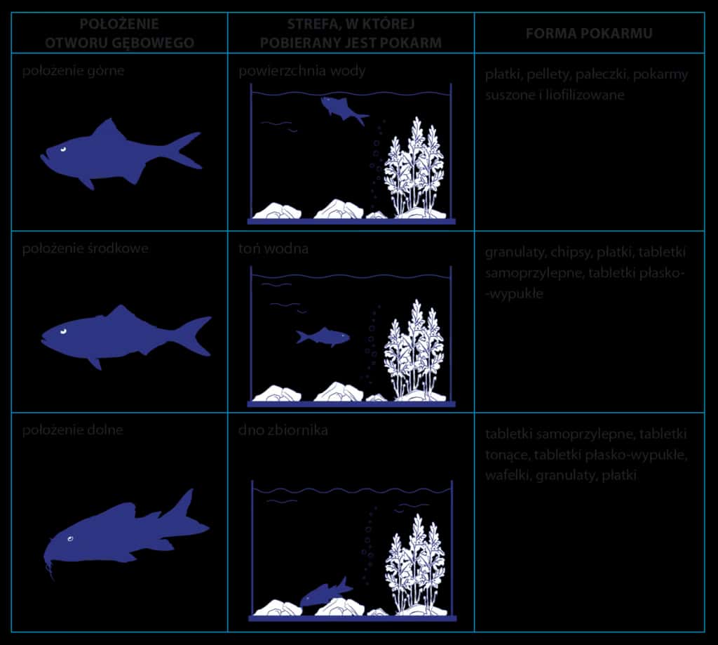Jaki pokarm dla rybek? Kompletny przewodnik dla akwarysty