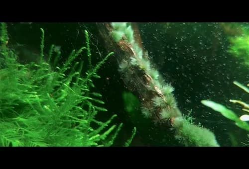 Jak pozbyć się krasnorostów w akwarium i przywrócić jego zdrowie