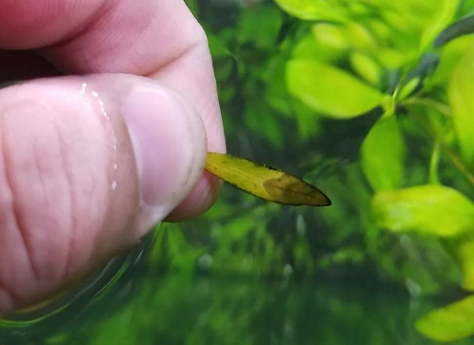 Niedobór CO2 w akwarium objawy - jak je rozpoznać i uniknąć problemów