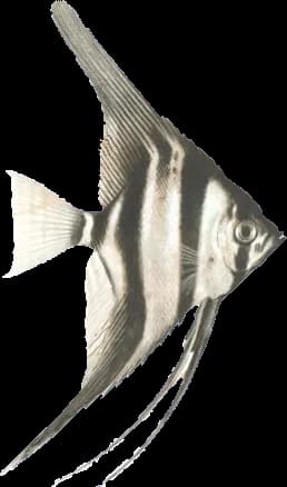 Jak rozpoznać płeć skalara - proste sposoby na odróżnienie samca od samicy