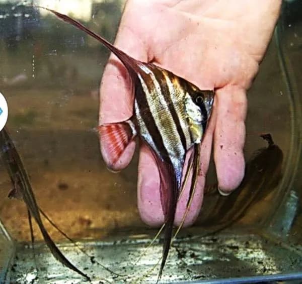 Gdzie kupić skalary altumy? Sprawdzone miejsca i porady dla kupujących