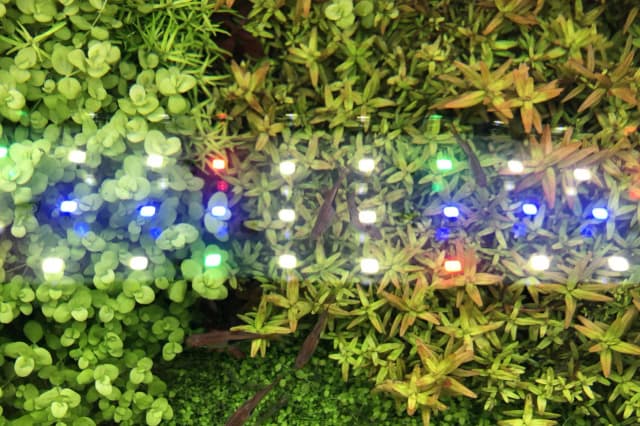 Jaką barwę światła wybrać do akwarium roślinnego dla najlepszych efektów?