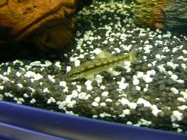 Glonojad jaka temperatura wody – uniknij błędów w hodowli ryb