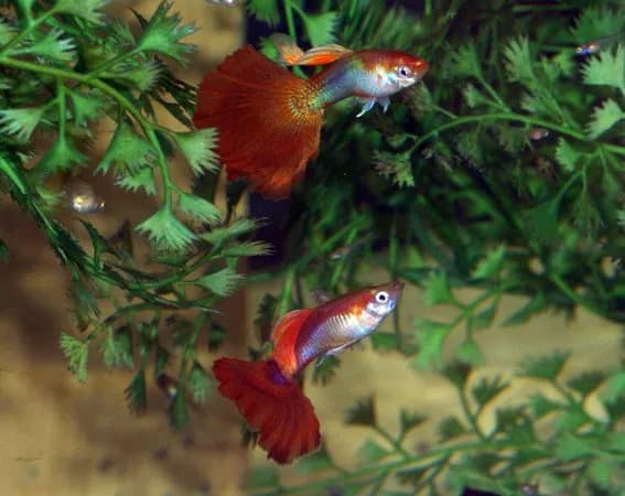 Jak długo żyją gupiki? Odkryj sekrety ich długowieczności