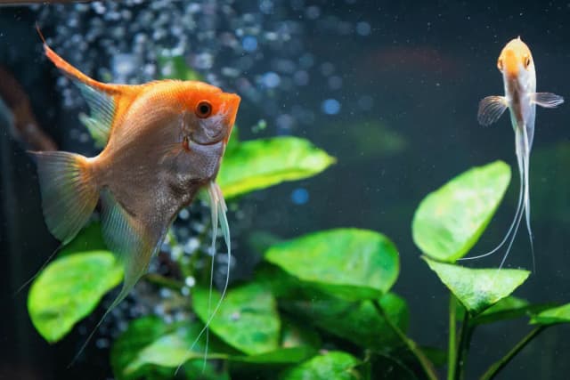 żaglowiec skalar z jakimi rybami – uniknij agresywnych towarzyszy