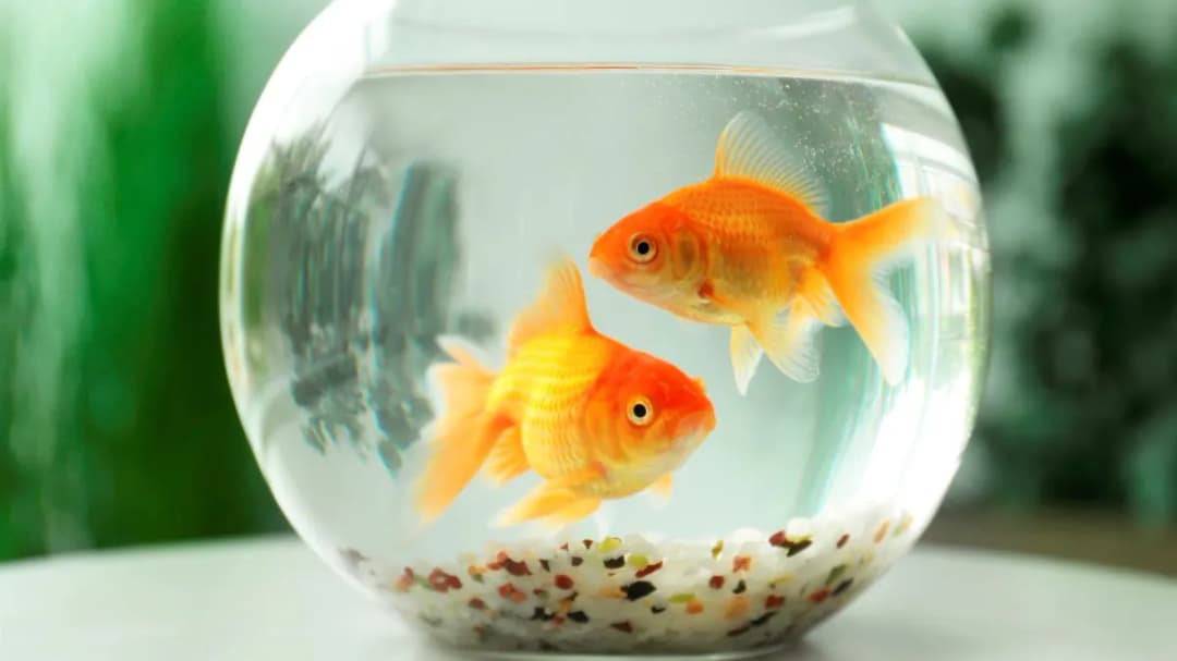 Co potrzebne do trzymania rybki w kuli? Unikaj najczęstszych błędów