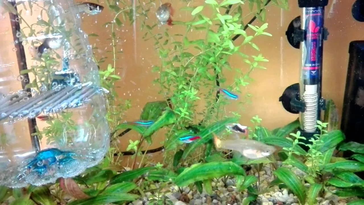 Jak zrobić kotnik dla gupika - proste sposoby na udane rozmnażanie