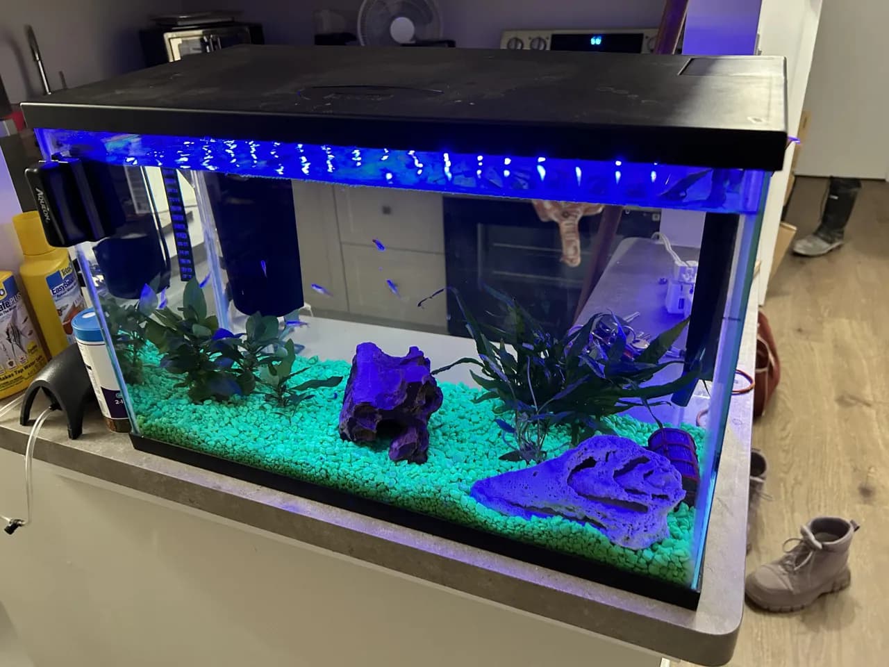 Jakie duże ryby z neonkami mogą żyć razem w akwarium?