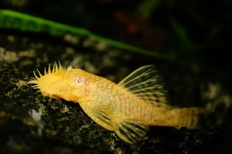 Ile glonojadów w akwarium 112l? Uniknij najczęstszych błędów