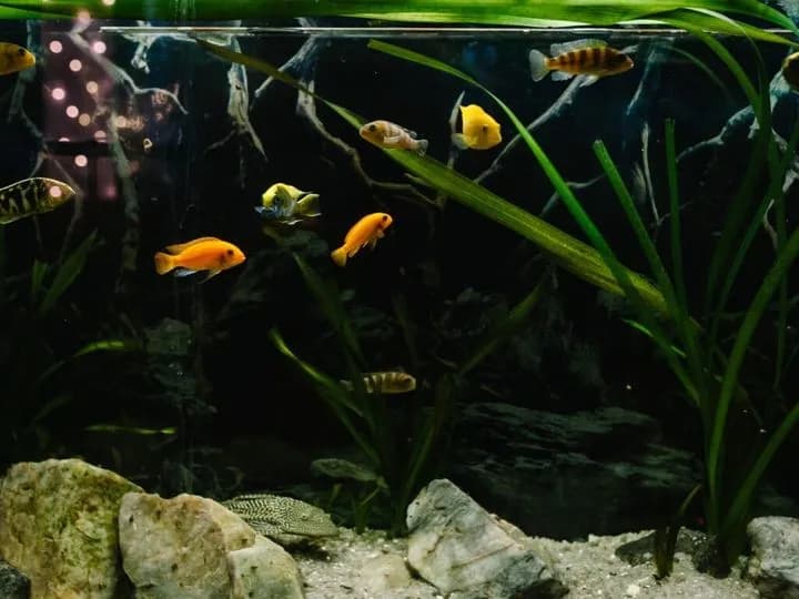 Jaki piasek do akwarium? Wybierz najlepszy dla zdrowych ryb i roślin