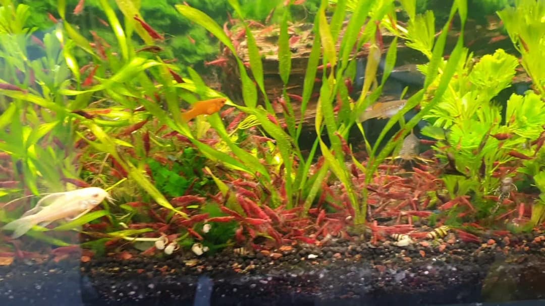 Jak karmić krewetki w akwarium z rybkami, aby uniknąć problemów?