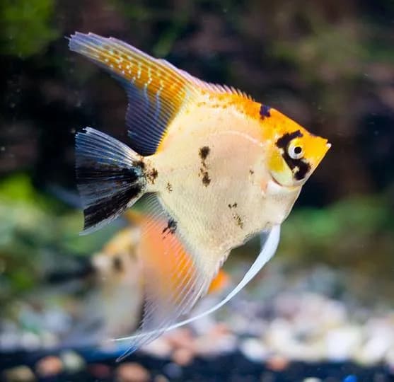 Czym karmić małe skalary, aby zapewnić im zdrowy rozwój?