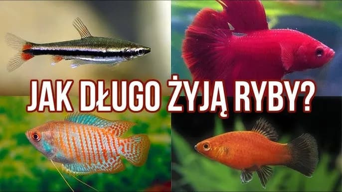 Ile żyją rybki akwariowe? Odkryj sekrety ich długowieczności