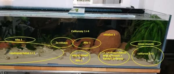 Jak zrobić jaskinie do akwarium - bezpieczne materiały i porady