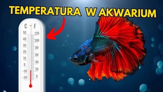Jak obniżyć temperaturę w akwarium i uratować ryby przed upałem