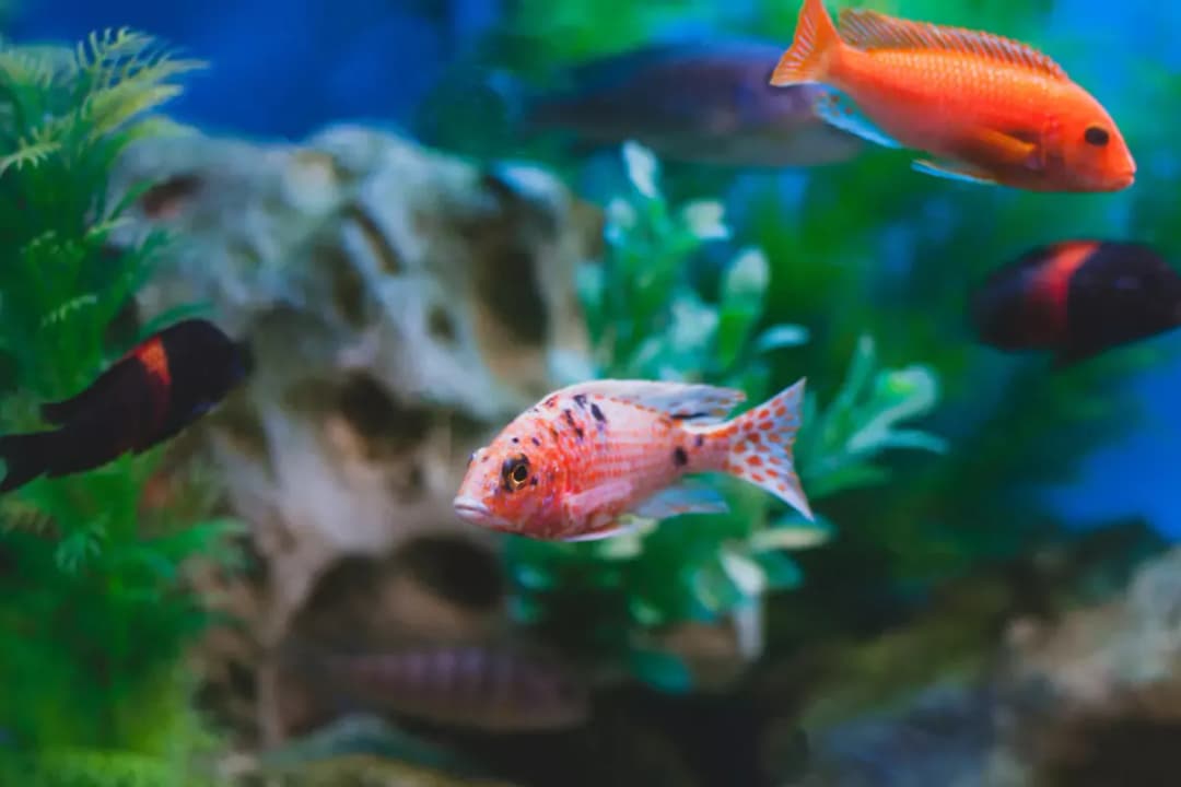 Dlaczego rybki się podgryzają? Poznaj przyczyny i jak temu zapobiec