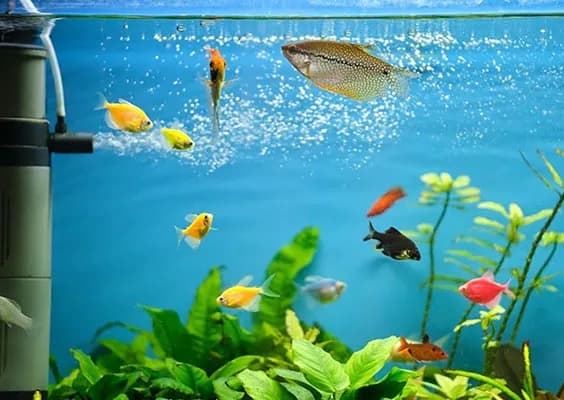 Jakie parametry wody w akwarium zapewnią zdrowie ryb i roślin?