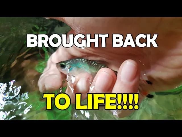 Jak pomóc zdychającej rybce: skuteczne metody ratunku i opieki