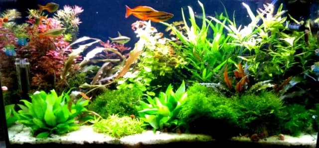 Jak zrobić oświetlenie do akwarium, aby uniknąć najczęstszych błędów