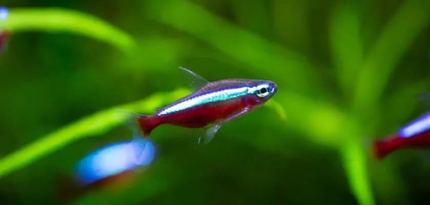 Neonki z jakimi rybami – unikaj błędów przy wyborze towarzystwa