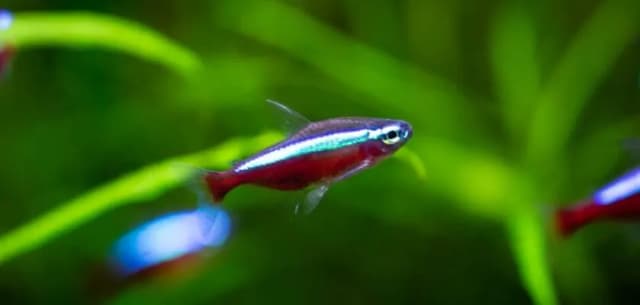 Neonki z jakimi rybami – unikaj błędów przy wyborze towarzystwa