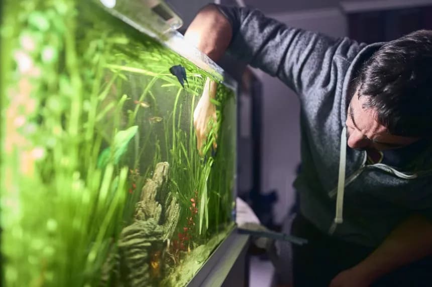 Czym czyścić akwarium, aby nie zaszkodzić rybom i środowisku?