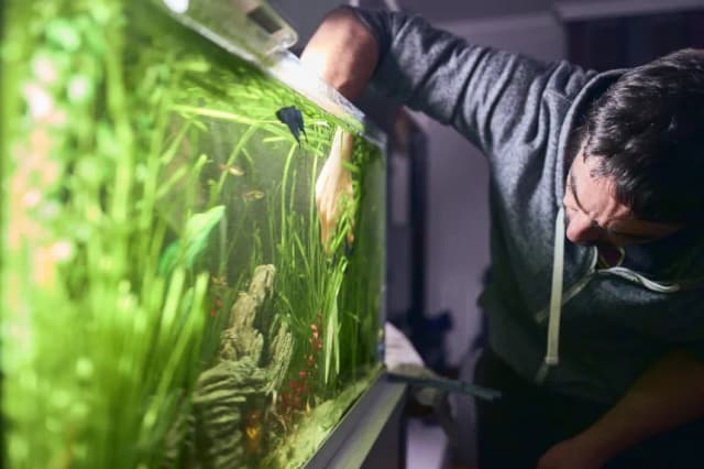 Czym czyścić akwarium, aby nie zaszkodzić rybom i środowisku?