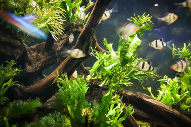 Dlaczego rybki pływają przy powierzchni wody? Odkryj niepokojące przyczyny