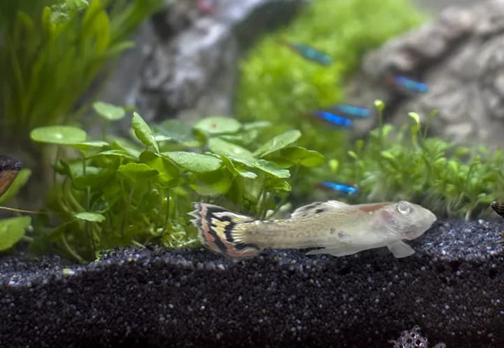 Co może być przyczyną zdychania rybek w akwarium - uniknij strat