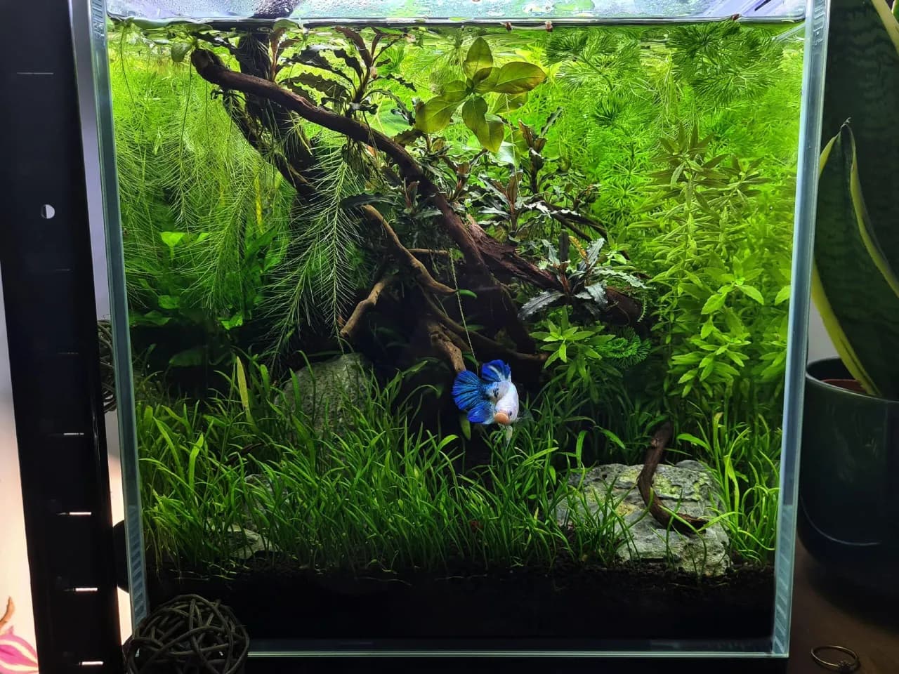 Jak przygotować akwarium dla bojownika, aby uniknąć najczęstszych błędów