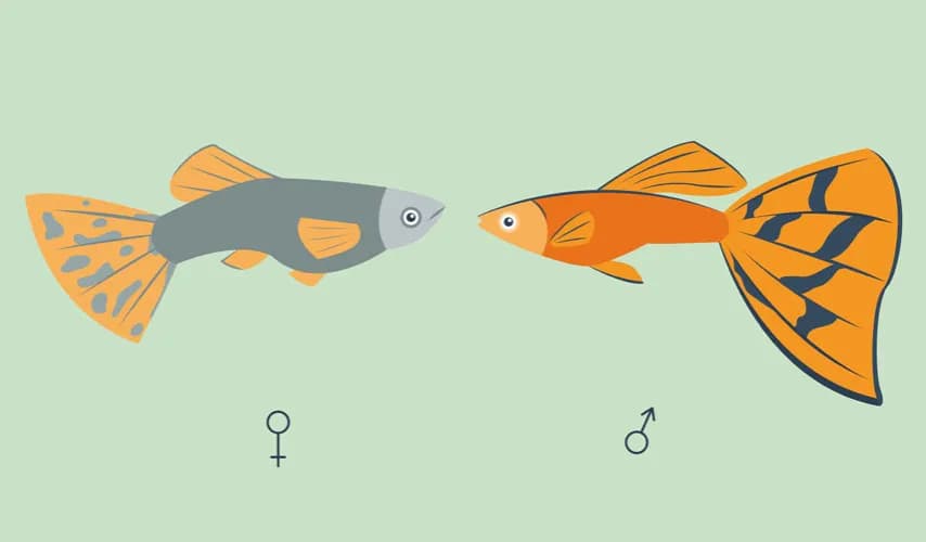 Jak rozpoznać płeć gupika i uniknąć błędów w hodowli